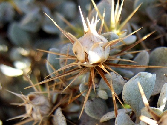 Macledium spinosum ready for war