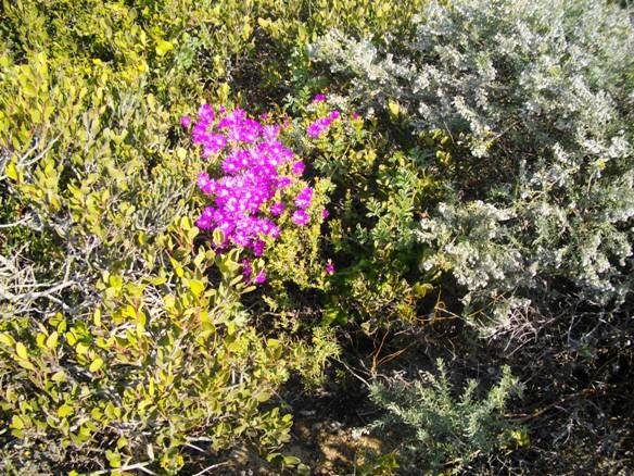 Mesemb competing but also gregarious