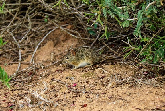 Striped mouse under a num-num