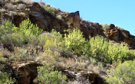 Spekboom on a southern slope