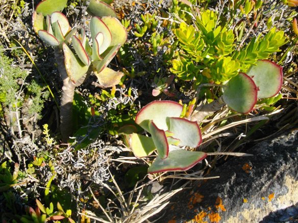 Rainbow nation of plants