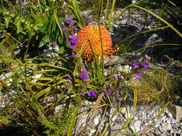 Recovering, but not yet safe