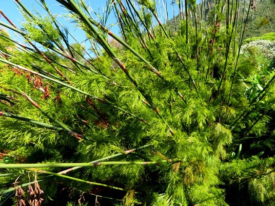 Rhodocoma gigantea sterile branchlets