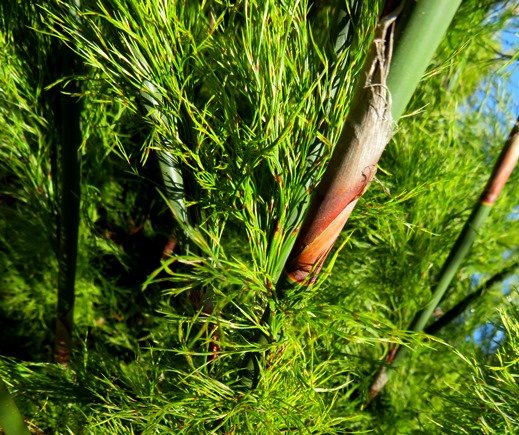 Rhodocoma gigantea sheath on a culm