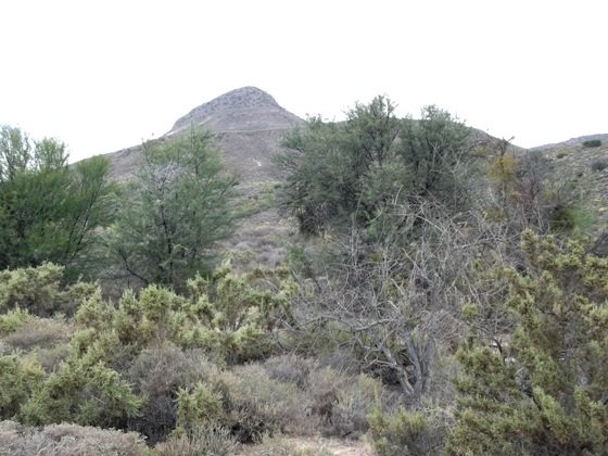 Salsola aphylla in habitat