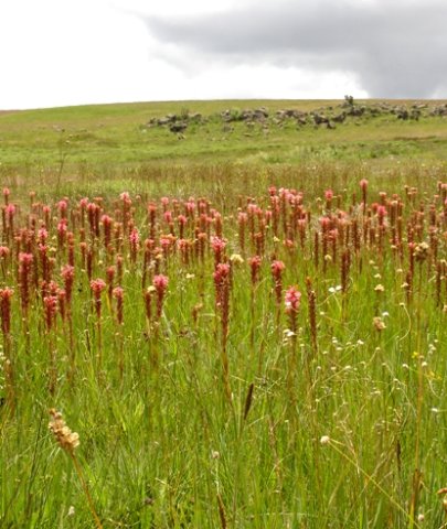 Satyrium hallackii subsp. ocellatum making its presence felt
