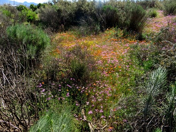 Renosterveld spring
