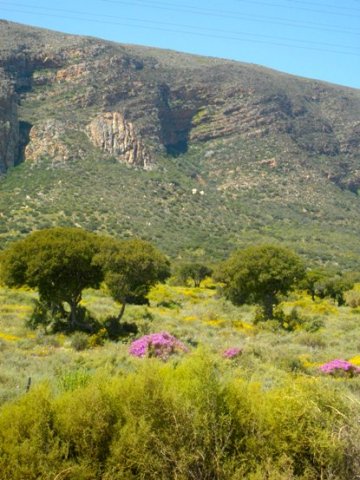 Spring celebration in the Little Karoo