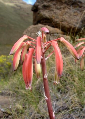 Aristaloe aristata 