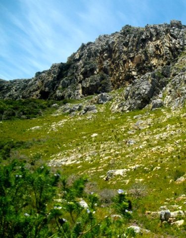 More rock or more plants?