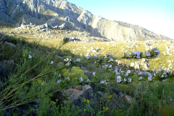 Psoralea sordida on the Swartberg