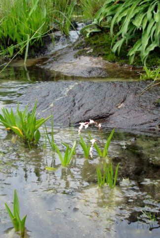 Schizochilus crenulatus in a little deeper than usual