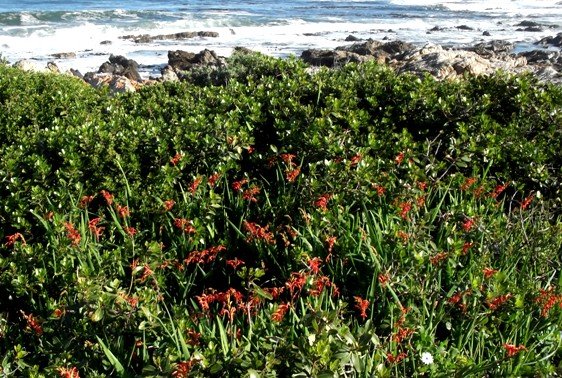 Chasmanthe aethiopica in flower by the sea