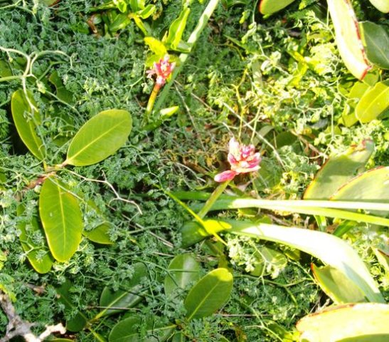 Quiet coastal conference