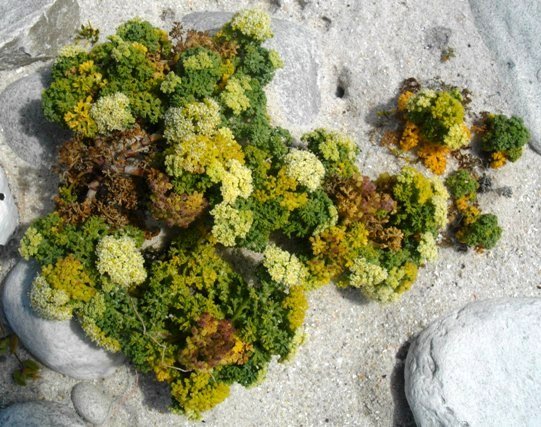 Dasispermum suffruticosum representing the rainbow vegetation