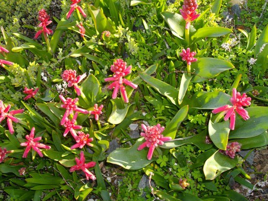 Lachenalia bulbifera
