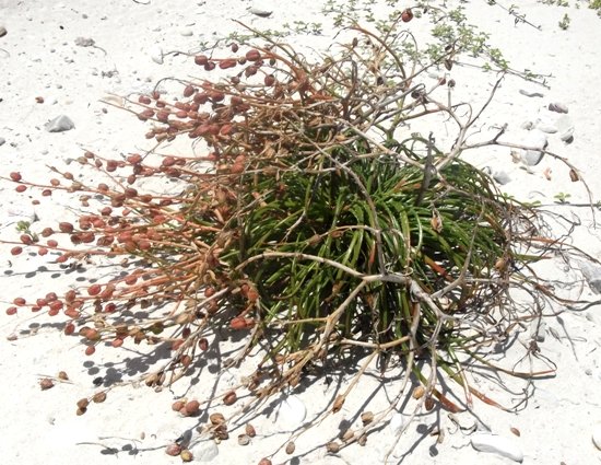 Trachyandra divaricata styled by the wind