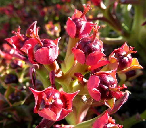Euphorbia hamata, beesmelkbos
