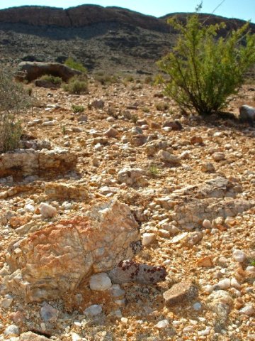 Larryleachia marlothii maroon flowers in the foreground