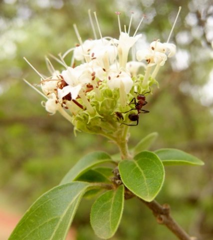 Volkameria glabra passing inspection