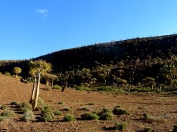 Quiver Tree Forest