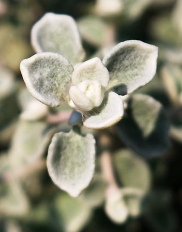 Helichrysum petiolare stem-tip leaves 