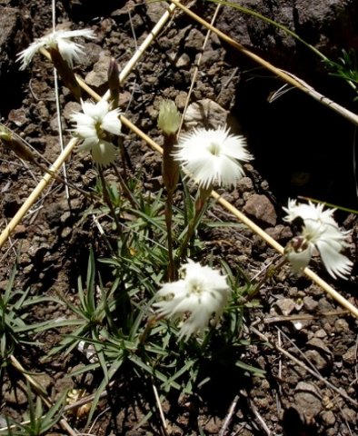 Dianthus basuticus subsp. basuticus