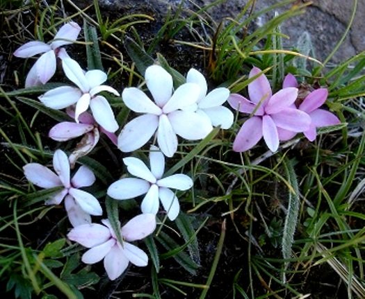 Rhodohypoxis baurii var. baurii 