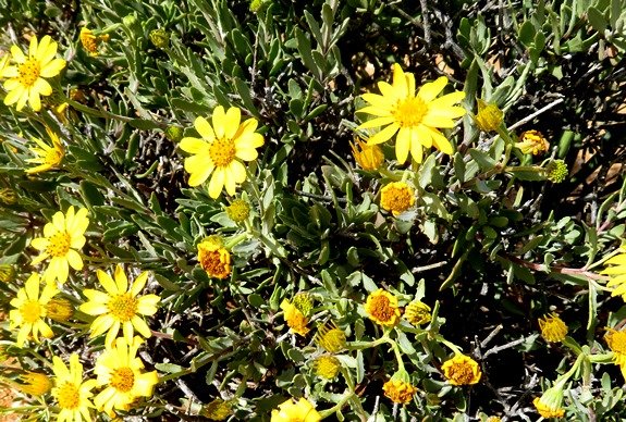 Osteospermum sinuatum var. sinuatum