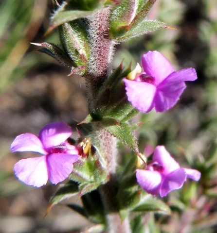 Muraltia squarrosa flowers and leaves