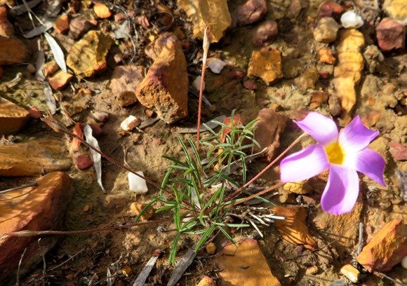 Oxalis ciliaris var. ciliaris narrow leaflets, broad petals