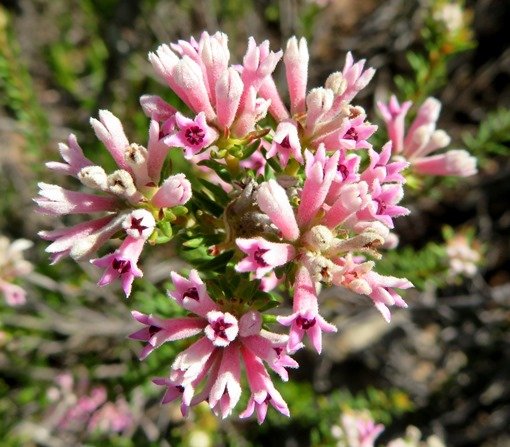 Phylica lachneaeoides, the pinkstar hardleaf