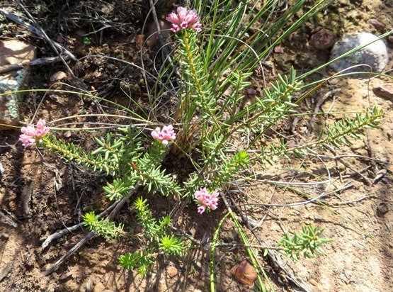 Phylica lachneaeoides