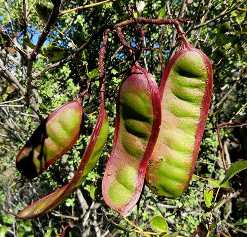Schotia latifolia colourful pods