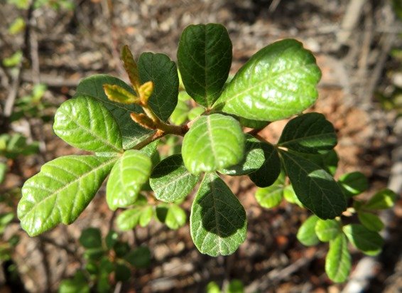 Searsia incisa var. effusa, the rub-rub currant