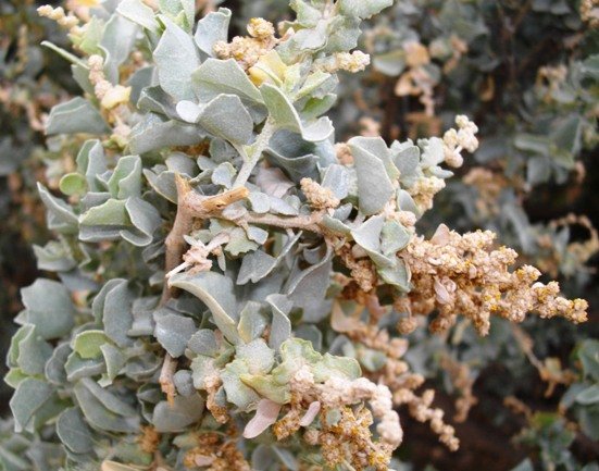Atriplex nummularia, old man saltbush 