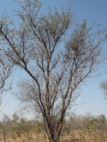 Vachellia exuvialis, the skilferdoring