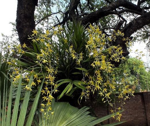 Ansellia africana on a garden tree