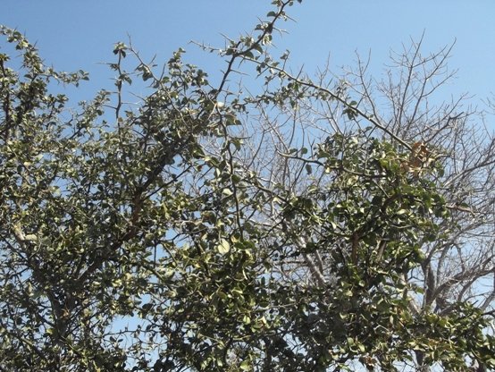 Balanites maughamii, torchwood