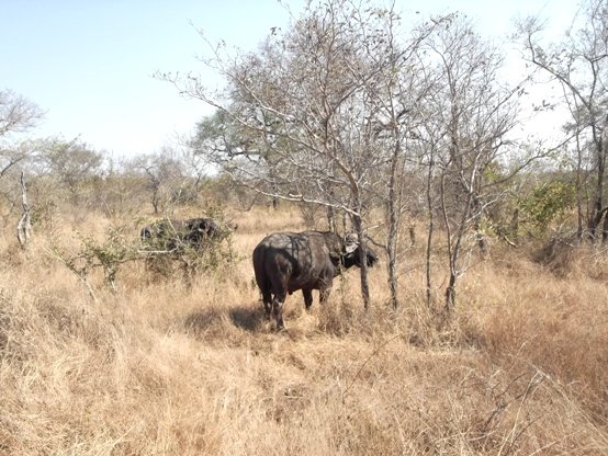 There is still room for them here