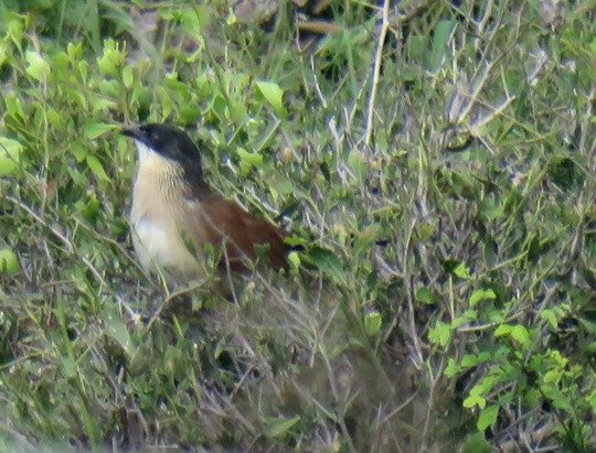 Burchells coucal