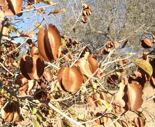 Combretum zeyheri covered in its well-known fruits