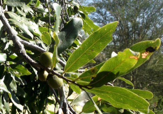 Diospyros mespiliformis, the jackal-berry