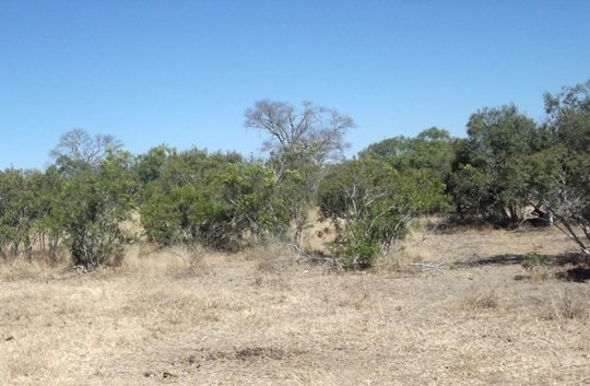 Euclea divinorum plentiful here