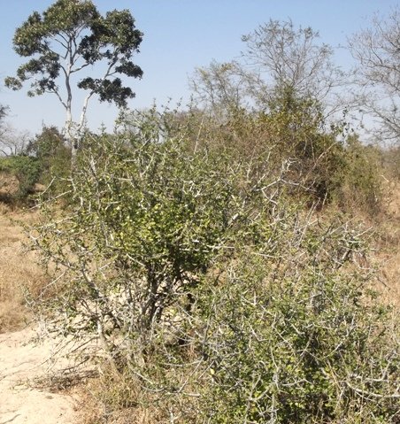 Gardenia cornuta in the foreground