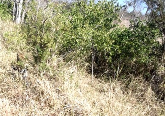Gymnosporia senegalensis, commonly known as the confetti spikethorn