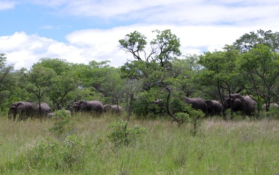 Herds like this need space