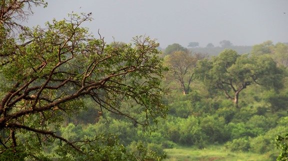 Lowveld trees