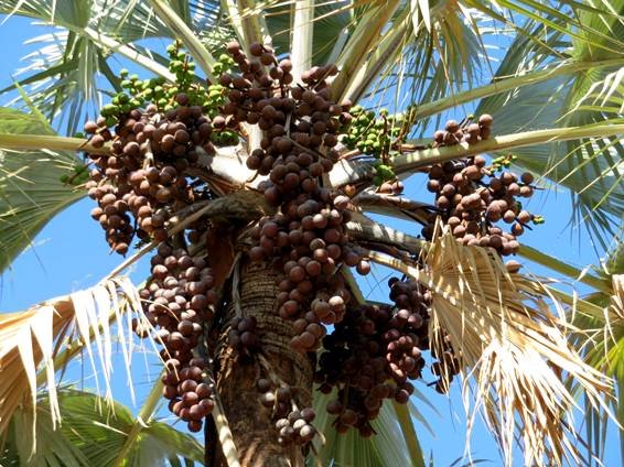 Hyphaene petersiana, the mokola or makalani palm