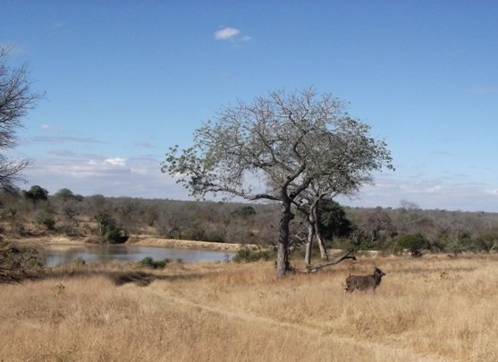 Nyala bull on a wintry plain